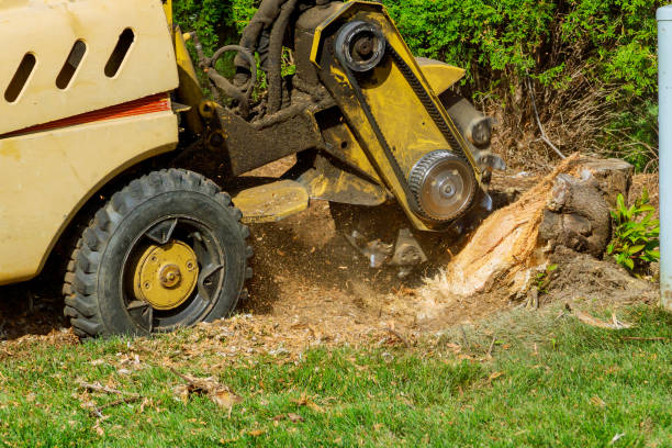 Best Lawn Drainage Solutions  in Oxford, AL
