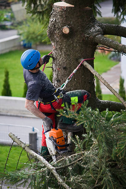 How Our Tree Care Process Works  in  Oxford, AL