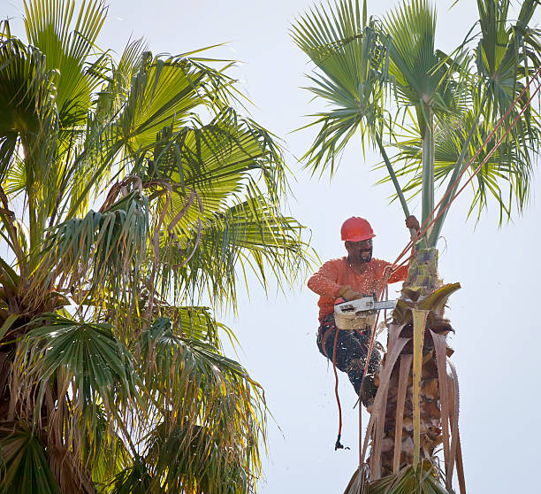 Best Commercial Tree Services  in Oxford, AL